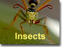 Insects
